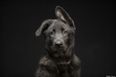GALLERY: We Want Them All – Photographer Captures Shots of Black Dogs Struggling to be Adopted