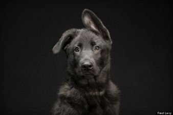 GALLERY: We Want Them All – Photographer Captures Shots of Black Dogs Struggling to be Adopted