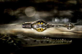 PICTURE: 3D National Geographic Advert Scares Commuters In Brazil