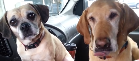 VIDEO: Dog Gets Greedy With McDonald’s Ice Cream Cone And Refuses To Share