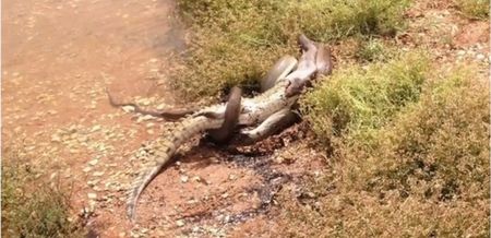 VIDEO: Python And Crocodile Fight It Out For Five Hours In A Freshwater Lake