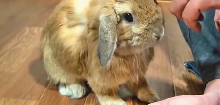 VIDEO: Little Bunny Wants All The Pets Possible Forever … Or He’ll Be Mad