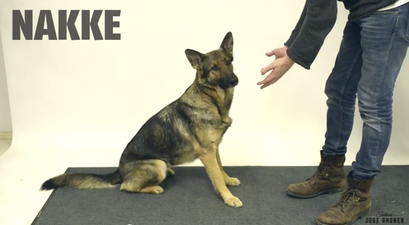 Feeling Fragile And In Need Of A Laugh? Dogs Confused By Magic Is Just What You’re After