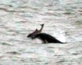 Dolphins in Scotland Toss Around and Kill Two Porpoises “Just For Fun”