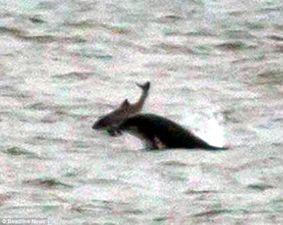 Dolphins in Scotland Toss Around and Kill Two Porpoises “Just For Fun”