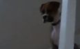 VIDEO: Dog Too Scared of Cat to Walk Down the Stairs