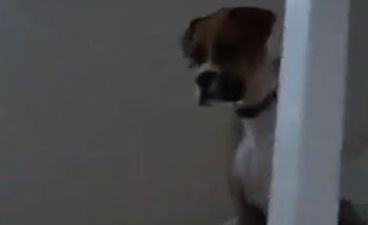 VIDEO: Dog Too Scared of Cat to Walk Down the Stairs
