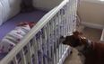 VIDEO: Boxer’s Reaction To Newborn Baby Crying Will Melt Your Heart