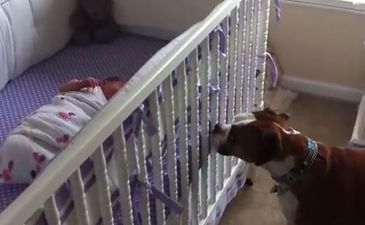 VIDEO: Boxer’s Reaction To Newborn Baby Crying Will Melt Your Heart