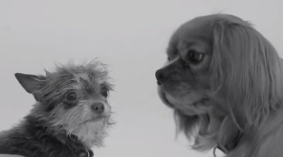 WATCH: Never Mind First Kiss…It’s All About First Sniff