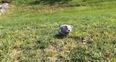 VIDEO – Sophie The Bulldog Just Wants To Roll Down The Hill… That’s All