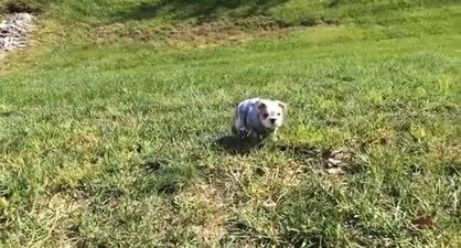 VIDEO – Sophie The Bulldog Just Wants To Roll Down The Hill… That’s All