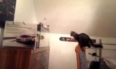 VIDEO: Cat Learns Hard Lesson By Jumping at Fish Tank