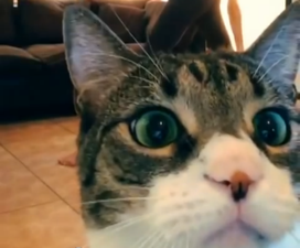 VIDEO: Milo Takes On Downward Dog – Cat Photobombs Yoga Video