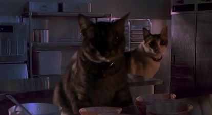 VIDEO – Jurassic Park Cat Raptor, That Kitchen Scene From Jurassic Park… But With Cats