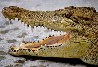 VIDEO: Daredevil Feeds A Crocodile From His Mouth