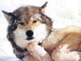 VIDEO: This Adorable Wolf Loves To Have Her Belly Rubbed Like A Harmless Pup Would