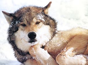 VIDEO: This Adorable Wolf Loves To Have Her Belly Rubbed Like A Harmless Pup Would