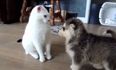 VIDEO: New Puppies Can’t Get Enough of The Family Cat