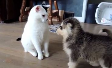 VIDEO: New Puppies Can’t Get Enough of The Family Cat