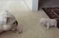 Friday Aww: Bulldog Puppy Falls Over In The Cutest Way Possible