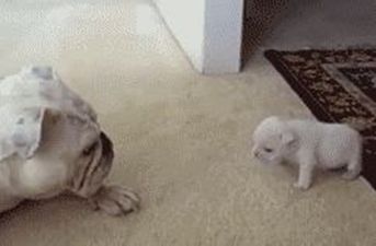 Friday Aww: Bulldog Puppy Falls Over In The Cutest Way Possible