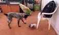 VIDEO: This Little Dog Proves That Size Definitely Doesn’t Matter