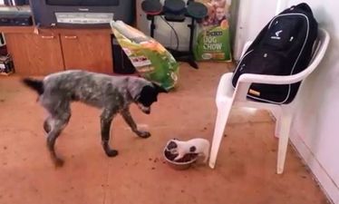 VIDEO: This Little Dog Proves That Size Definitely Doesn’t Matter