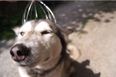 VIDEO: Husky Loves Nothing More Than a Nice Head Massage