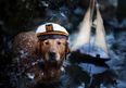 GALLERY – This Photographer’s Dog Photos Are Just Absolutely Beautiful