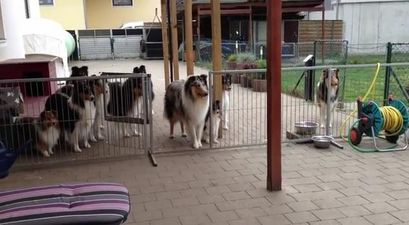 VIDEO – Now That’s Well-Trained, Watch These Dogs Wait To Be Called Separately For Dinner