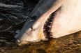 Giant Shark From The Great White Family Washes Up On A Beach In Kerry