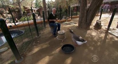 Watch: The Relationship Between Dominic And Mario The Goose Is Pretty Special
