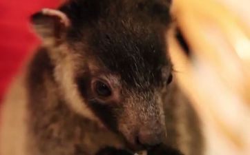 VIDEO: Orphan Baby Kangaroos Explore Their New Home