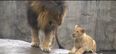 VIDEO – DADDY!!! Lion Cubs Meet Their Father For The First Time But He’s Not Really That Interested