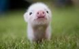 11 Reasons Why Micro Pigs Are THE Best