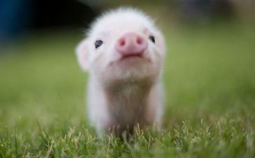 11 Reasons Why Micro Pigs Are THE Best