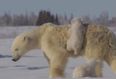 VIDEO: The Cutest Polar Bear Clip We’ve Ever Seen