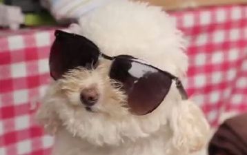 That’s Gas: The Funniest Video We’ve Seen This Week