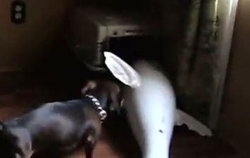 That’s Gas: The Funniest Video We’ve Seen This Week