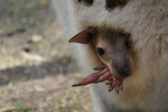 ‘Male’ Kangaroo Chuck Surprises Staff By Giving Birth in Siberian Zoo