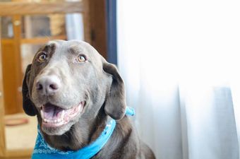 PICTURES – Meet Rusty The Stray Dog Who Is Now A Companion To Nursing Home Residents