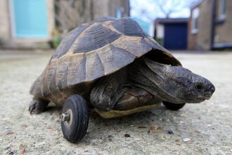 Cute Turtle Gets Fitted With Prosthetics And Now Rolls Around In Wheels