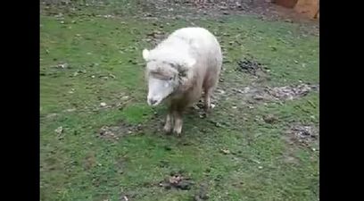 VIDEO – This Sheep Grew Up With Dogs And Is Now Having A Bit Of An Identity Crisis
