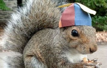In Photos: Sneezy the Squirrel Really Loves Wearing Little Hats