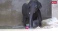 WATCH: Baby Elephant Shows Off His Impressive Water Polo Skills