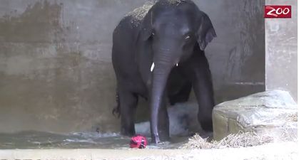 WATCH: Baby Elephant Shows Off His Impressive Water Polo Skills