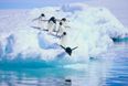 12 Reasons Penguins Are The Best