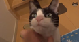 VIDEO: This Cat Proves That Not All Furry Felines Lack The Ability To Show Affection