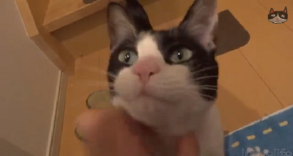 VIDEO: This Cat Proves That Not All Furry Felines Lack The Ability To Show Affection